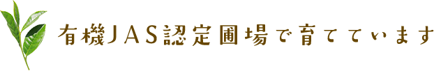 もりもっ茶は有機JAS認定圃場で育てています